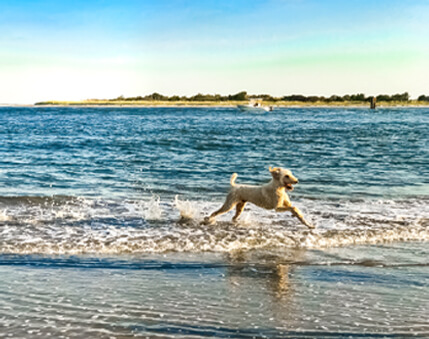 Thing To Do Pet Friendly